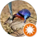 Emmy Silvius Avatar